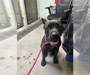Mutt Dogs for adoption in Stockton, CA, USA