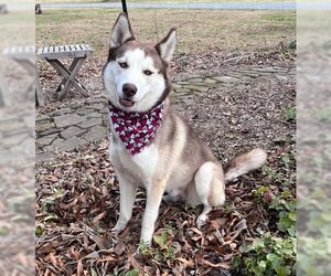 Huskies -Unknown Mix Dogs for adoption in Warrenton, VA, USA
