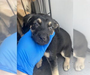 German Shepherd Dog Dogs for adoption in Stockton, CA, USA