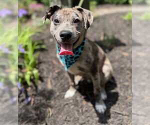 American Pit Bull Terrier-Unknown Mix Dogs for adoption in Warrenton, VA, USA