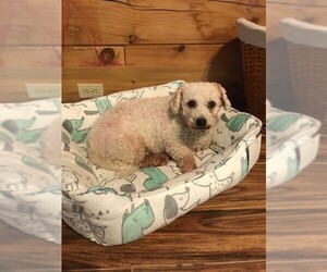 Bichon Frise Dogs for adoption in Bellbrook, OH, USA