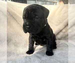 Mutt Dogs for adoption in OKLAHOMA CITY, OK, USA