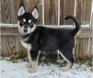 Siberian Husky-Unknown Mix Dogs for adoption in McKinney, TX, USA