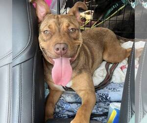 American Staffordshire Terrier-Unknown Mix Dogs for adoption in New Oxford , PA, USA