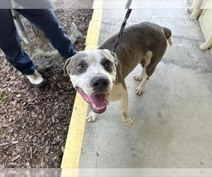 American Pit Bull Terrier-Unknown Mix Dogs for adoption in Ocala, FL, USA