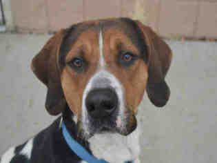 Treeing Walker Coonhound Dogs for adoption in Olathe, KS, USA