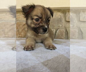 Border Terrier-Unknown Mix Dogs for adoption in Mt. Laurel, NJ, USA