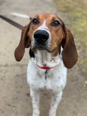 Coonhound Dogs for adoption in Howell, MI, USA