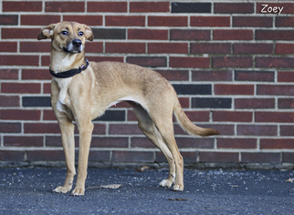 Medium Photo #21 Italian Greyhound Puppy For Sale in Shamokin, PA, USA