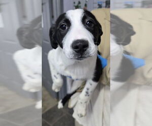 Border Collie-Jack Russell Terrier Mix Dogs for adoption in Aurora, IN, USA
