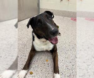Australian Shepherd-Bull Terrier Mix Dogs for adoption in Brighton, CO, USA