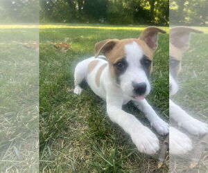 Rat-Cha Dogs for adoption in Germantown, OH, USA