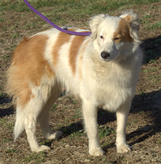Australian Shepherd Dogs for adoption in Sparta, TN, USA