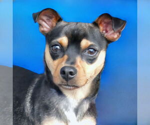 Chihuahua-Unknown Mix Dogs for adoption in Pasadena, CA, USA
