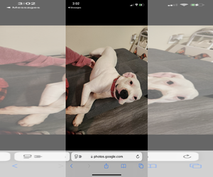 Boxer Dogs for adoption in New Orleans, LA, USA