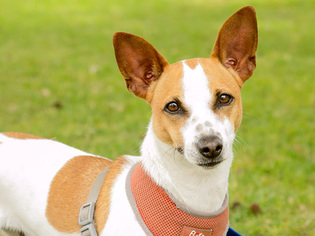 Jack Russell Terrier Dogs for adoption in Marina del Rey, CA, USA