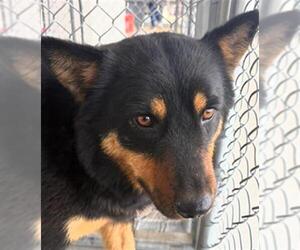 Shiba Inu Dogs for adoption in Bakersfield, CA, USA