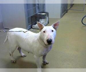 Bull Terrier Dogs for adoption in Sacramento, CA, USA