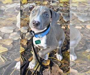 American Pit Bull Terrier-Unknown Mix Dogs for adoption in Clarkston, MI, USA