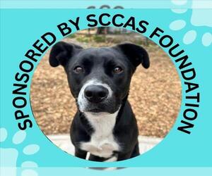 Labrador Retriever-Unknown Mix Dogs for adoption in Santa Cruz, CA, USA