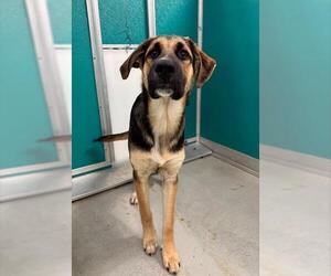 German Shepherd Dog Dogs for adoption in Oklahoma City, OK, USA