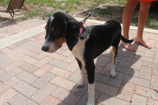 Coonhound Dogs for adoption in Jacksonville , FL, USA