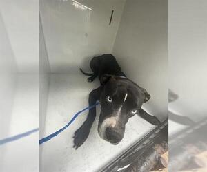 American Pit Bull Terrier-Labrador Retriever Mix Dogs for adoption in Houston, TX, USA