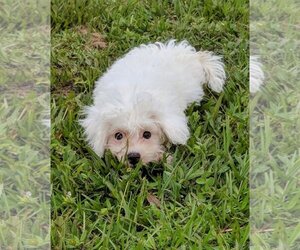Maltipoo Dogs for adoption in Cumming, GA, USA