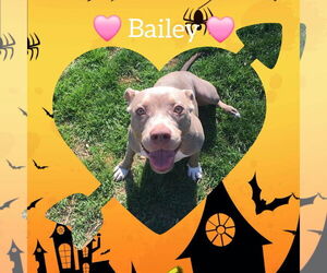 American Pit Bull Terrier-Unknown Mix Dogs for adoption in Shillington, PA, USA