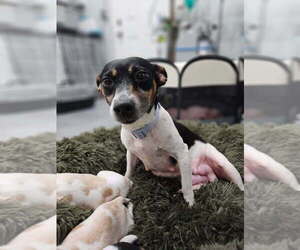 Rat Terrier Dogs for adoption in San Leon, TX, USA