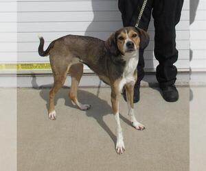 Beagle-Unknown Mix Dogs for adoption in Louisville, KY, USA