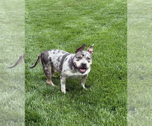 American Pit Bull Terrier-Unknown Mix Dogs for adoption in Raleigh, NC, USA