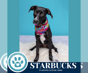 Labrador Retriever-Unknown Mix Dogs for adoption in Kimberton, PA, USA