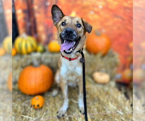 German Shepherd Dog-Unknown Mix Dogs for adoption in Long Beach, CA, USA