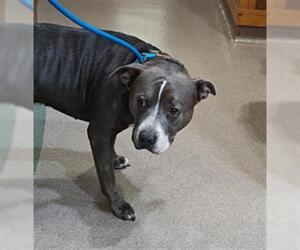 American Pit Bull Terrier Dogs for adoption in Upland, CA, USA