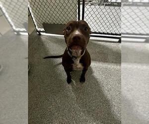 American Pit Bull Terrier-Unknown Mix Dogs for adoption in Pasadena, TX, USA
