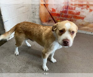 Mutt Dogs for adoption in San Bernardino, CA, USA