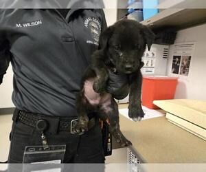 Dutch Shepherd -Labrador Retriever Mix Dogs for adoption in Corona, CA, USA
