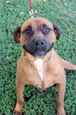 Boxer Dogs for adoption in Raleigh, NC, USA