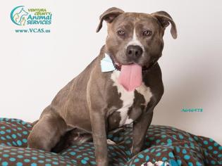 American Pit Bull Terrier Dogs for adoption in Camarillo, CA, USA