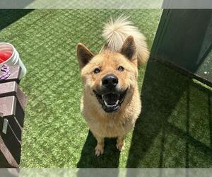 Chow Chow-Unknown Mix Dogs for adoption in Pasadena, CA, USA