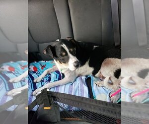 Saint Bernard Dogs for adoption in Poplar Bluff, MO, USA