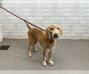 Poodle (Standard)-Unknown Mix Dogs for adoption in San Bernardino, CA, USA