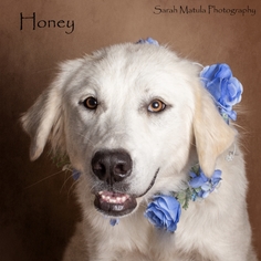 Golden Pyrenees Dogs for adoption in Peyton, CO, USA