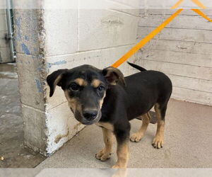 German Shepherd Dog Dogs for adoption in San Bernardino, CA, USA