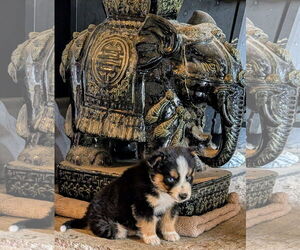 Mutt Dogs for adoption in Chinook, MT, USA