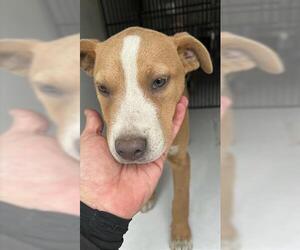 Mutt Dogs for adoption in Houston, TX, USA