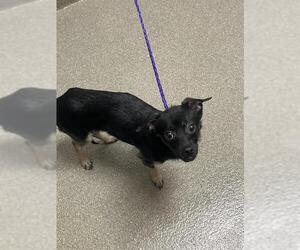 Chihuahua-Unknown Mix Dogs for adoption in Las Vegas, NV, USA