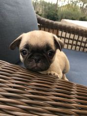 Puginese Dogs for adoption in Irvine, CA, USA