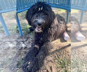 Sheepadoodle Dogs for adoption in Hillsboro, MO, USA